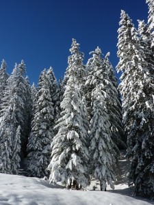 sapin de noel intervention