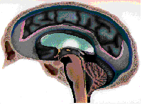 malformation sectionner filum arnold chiari 2