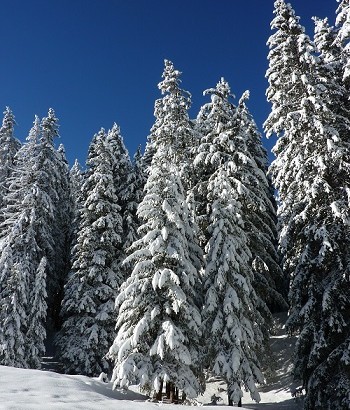 sapin de noel intervention